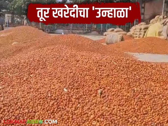 Even after a month, not a single farmer has purchased tur; It's the summer of tur purchasing | महिना उलटला तरी अद्यापही एकाही शेतकऱ्याची तूर खरेदी नाही; तूर खरेदीचा उन्हाळा Even after a month, not a single farmer has purchased tur; It's the summer of tur purchasing | महिना उलटला तरी अद्यापही एकाही शेतकऱ्याची तूर खरेदी नाही; तूर खरेदीचा उन्हाळा