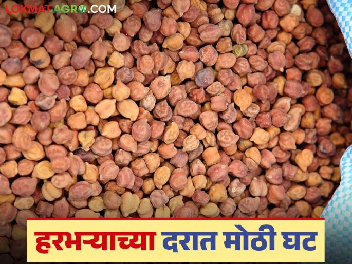 Big drop in gram prices, increase in wheat prices; Read what is the situation in the agricultural market | हरभऱ्याच्या दरात मोठी घट तर गव्हाच्या दरात वाढ; वाचा शेतमाल बाजाराची काय आहे स्थिती Big drop in gram prices, increase in wheat prices; Read what is the situation in the agricultural market | हरभऱ्याच्या दरात मोठी घट तर गव्हाच्या दरात वाढ; वाचा शेतमाल बाजाराची काय आहे स्थिती