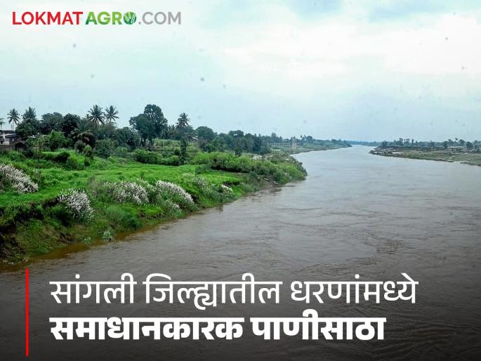 Continuous rains bring relief to Sangli district; Sufficient water storage in Koyna and Warna (Chandoli) dams | संततधार पावसाने सांगली जिल्ह्याला दिलासा; कोयना आणि वारणा (चांदोली) धरणात पुरेसा पाणीसाठा