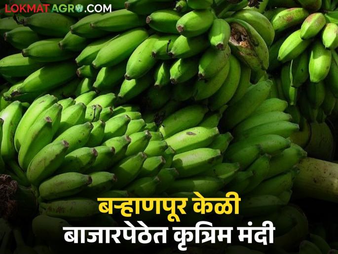 Bogus auction in Burhanpur Banana Auction Market Committee; Farmers demand attention from District Collector | बऱ्हाणपूर केळी लिलाव बाजार समितीत बोगस लिलाव; जिल्हाधिकाऱ्यांनी लक्ष देण्याची शेतकऱ्यांची मागणी Bogus auction in Burhanpur Banana Auction Market Committee; Farmers demand attention from District Collector | बऱ्हाणपूर केळी लिलाव बाजार समितीत बोगस लिलाव; जिल्हाधिकाऱ्यांनी लक्ष देण्याची शेतकऱ्यांची मागणी