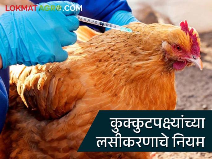 Do diseases frequently occur in sheds despite adequate care? Then take these precautions while vaccinating poultry | पुरेशी काळजी घेऊन देखील शेड मध्ये वारंवार आजार येतात का? मग कुक्कुटपक्षांचे लसीकरण करतांना 'अशी' घ्या काळजी Do diseases frequently occur in sheds despite adequate care? Then take these precautions while vaccinating poultry | पुरेशी काळजी घेऊन देखील शेड मध्ये वारंवार आजार येतात का? मग कुक्कुटपक्षांचे लसीकरण करतांना 'अशी' घ्या काळजी
