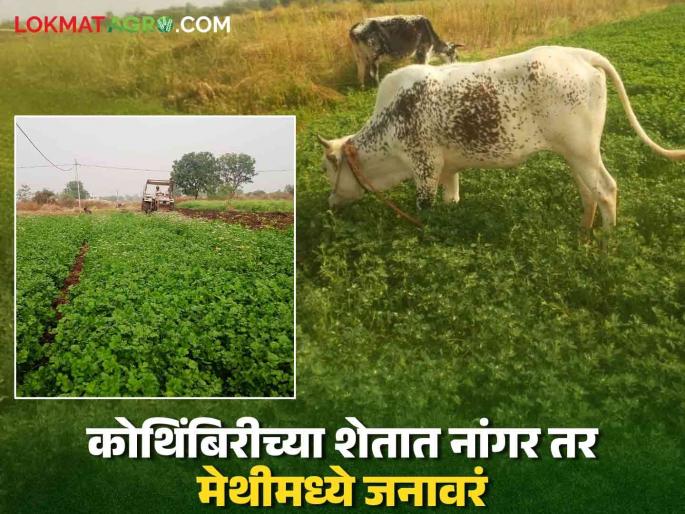 Farmers ploughed the coriander field and left the animals in the fenugreek field; Read the reason | शेतकऱ्यांनी कोथिंबिरीच्या शेतात फिरवला नांगर तर मेथीमध्ये सोडली जनावरं; वाचा काय आहे कारण Farmers ploughed the coriander field and left the animals in the fenugreek field; Read the reason | शेतकऱ्यांनी कोथिंबिरीच्या शेतात फिरवला नांगर तर मेथीमध्ये सोडली जनावरं; वाचा काय आहे कारण