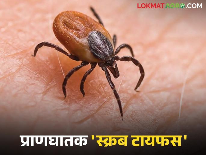 Scrub typhus disease is caused by the bite of this insect found in grass; it can be fatal if not treated in time | गवतात आढळणारा 'हा' किडा चावल्याने होतो स्क्रब टायफस आजार; वेळीच लक्ष न दिल्यास ठरू शकतो प्राणघातक Scrub typhus disease is caused by the bite of this insect found in grass; it can be fatal if not treated in time | गवतात आढळणारा 'हा' किडा चावल्याने होतो स्क्रब टायफस आजार; वेळीच लक्ष न दिल्यास ठरू शकतो प्राणघातक