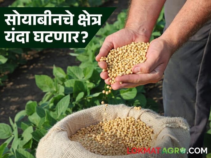 Will there be a decrease of 2 lakh hectares in soybean area this year? Agriculture Department predicts | सोयाबीनच्या क्षेत्रात यंदा २ लाख हेक्टरची होणार घट? कृषी विभागाने वर्तवला अंदाज