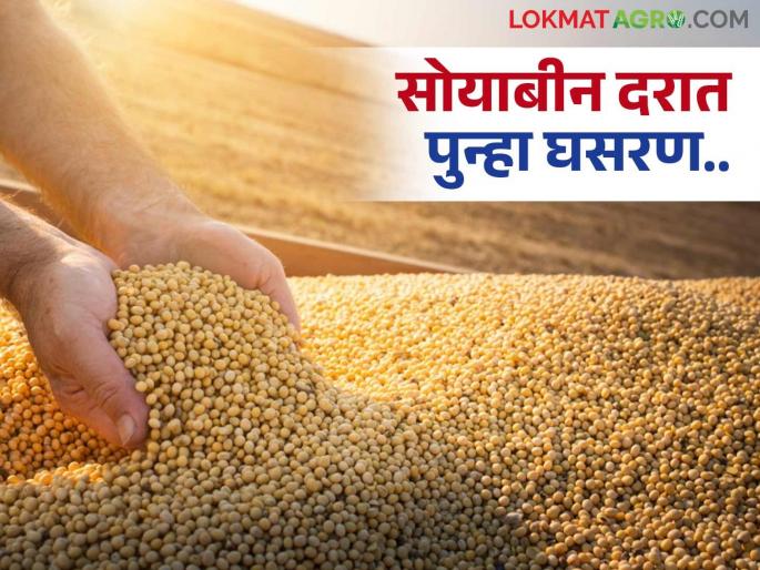 Farmers take precautionary measures by stopping soybean sales due to fall in prices; decrease in arrivals | दरात घसरण झाल्याने शेतकऱ्यांनी घेतला सोयाबीनची विक्री रोखत सावधगिरीचा पवित्रा; आवकेत घट Farmers take precautionary measures by stopping soybean sales due to fall in prices; decrease in arrivals | दरात घसरण झाल्याने शेतकऱ्यांनी घेतला सोयाबीनची विक्री रोखत सावधगिरीचा पवित्रा; आवकेत घट