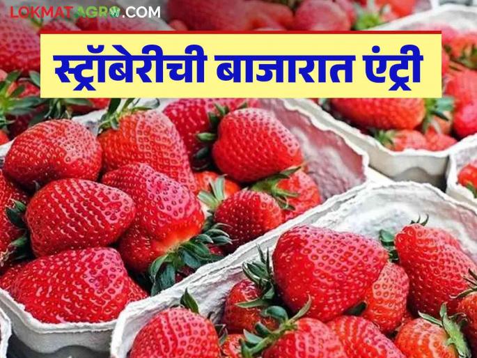Strawberry Market Rate: Mahabaleshwar's sour-sweet strawberries have entered the market; Know what the rate is | Strawberry Market Rate : महाबळेश्वरची आंबट-गोड स्ट्रॉबेरी बाजारात दाखल; जाणून घ्या काय मिळतोय दर