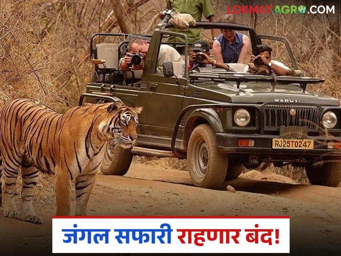 Tadoba Jungle Safari will be closed for tourists from July 1st till 'this' date due to monsoon | पावसाळ्यामुळे १ जुलैपासून 'या' तारखेपर्यंत पर्यटकांसाठी ताडोबा जंगल सफारी राहणार बंद Tadoba Jungle Safari will be closed for tourists from July 1st till 'this' date due to monsoon | पावसाळ्यामुळे १ जुलैपासून 'या' तारखेपर्यंत पर्यटकांसाठी ताडोबा जंगल सफारी राहणार बंद