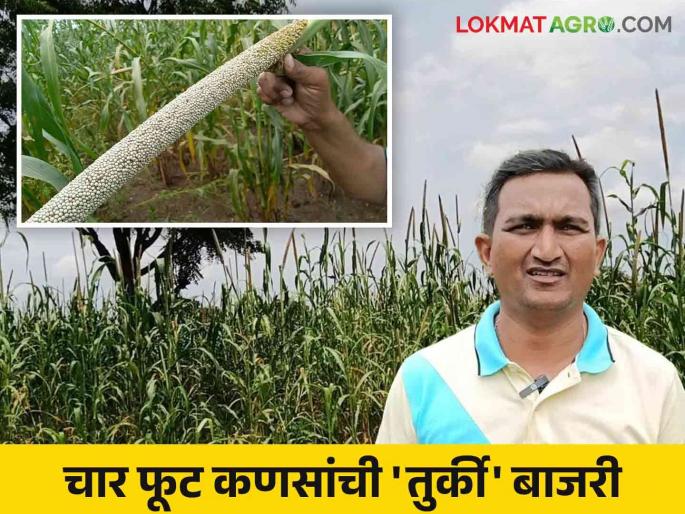 Turkey Bajari: 'Turkey' Bajari, which is a boon for dryland farming, is attracting the attention of farmers for this reason. | Turkey Bajari : कोरडवाहू शेतीसाठी वरदान असलेली 'तुर्की' बाजरी 'या' कारणाने वेधतेय शेतकऱ्यांचे लक्ष Turkey Bajari: 'Turkey' Bajari, which is a boon for dryland farming, is attracting the attention of farmers for this reason. | Turkey Bajari : कोरडवाहू शेतीसाठी वरदान असलेली 'तुर्की' बाजरी 'या' कारणाने वेधतेय शेतकऱ्यांचे लक्ष