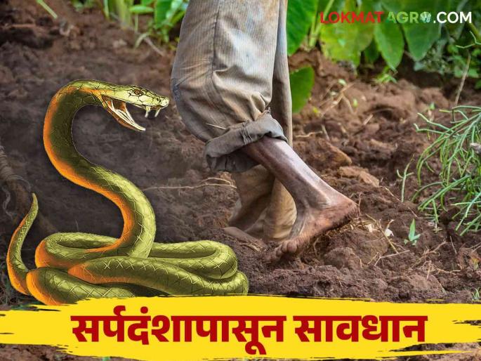 Snake Bite : Watering Rabi crops at night? So take care 'like this'; The possibility of snakebite cannot be ruled out | Snake Bite : रब्बीच्या पिकांना रात्री पाणी भरत आहात का? तर 'अशी' काळजी घ्या; सर्पदंशाची शक्यता नाकारता येत नाही Snake Bite : Watering Rabi crops at night? So take care 'like this'; The possibility of snakebite cannot be ruled out | Snake Bite : रब्बीच्या पिकांना रात्री पाणी भरत आहात का? तर 'अशी' काळजी घ्या; सर्पदंशाची शक्यता नाकारता येत नाही
