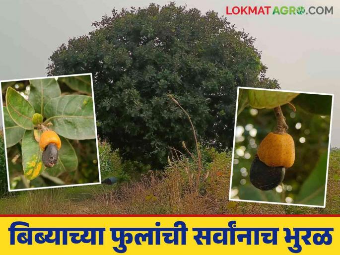 On the eve of Sankranti, the flowers of the bibiya tree bloomed; everyone was fascinated by the trees covered with bibiya in the forest. | संक्रांतीच्या तोंडावर बिब्याची फुले फुलली; रानावनात बिबं लगडलेल्या झाडांची सर्वांनाच भुरळ On the eve of Sankranti, the flowers of the bibiya tree bloomed; everyone was fascinated by the trees covered with bibiya in the forest. | संक्रांतीच्या तोंडावर बिब्याची फुले फुलली; रानावनात बिबं लगडलेल्या झाडांची सर्वांनाच भुरळ