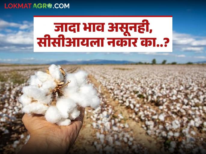 Farmers avoid the temptation of guaranteed prices due to complicated conditions and resort to private markets to sell cotton. | किचकट अटींमुळे हमीभावाचा मोह टाळून कापूस विक्रीसाठी शेतकरी खासगी बाजारात Farmers avoid the temptation of guaranteed prices due to complicated conditions and resort to private markets to sell cotton. | किचकट अटींमुळे हमीभावाचा मोह टाळून कापूस विक्रीसाठी शेतकरी खासगी बाजारात