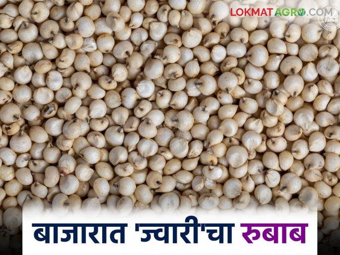 Sorghum reached its highest price in history as soon as it arrived in the market. | ज्वारीचे बाजारात आगमन होताच मिळाला आजपर्यंतचा इतिहासातील सर्वाधिक दर Sorghum reached its highest price in history as soon as it arrived in the market. | ज्वारीचे बाजारात आगमन होताच मिळाला आजपर्यंतचा इतिहासातील सर्वाधिक दर