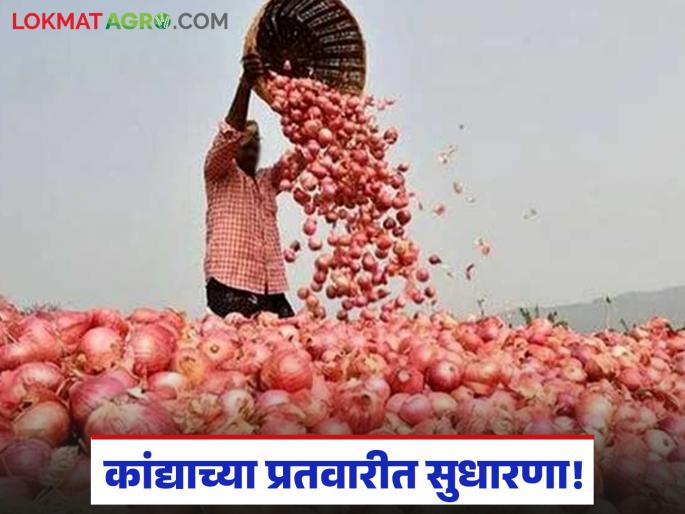 Improvement in the assortment of red onions and increased demand in the international market; Read what is the price being offered | लाल कांद्याच्या प्रतवारीत सुधारणा तर आंतरराष्ट्रीय बाजारपेठेत वाढली मागणी; वाचा काय मिळतोय दर Improvement in the assortment of red onions and increased demand in the international market; Read what is the price being offered | लाल कांद्याच्या प्रतवारीत सुधारणा तर आंतरराष्ट्रीय बाजारपेठेत वाढली मागणी; वाचा काय मिळतोय दर