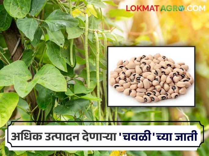 Choose 'Ya' improved varieties recommended by the Agricultural University for cowpea cultivation this year; Get more product | यंदा चवळी लागवडीसाठी करा कृषी विद्यापिठाची शिफारस असलेल्या 'या' सुधारित जातीची निवड; मिळेल अधिक उत्पादन Choose 'Ya' improved varieties recommended by the Agricultural University for cowpea cultivation this year; Get more product | यंदा चवळी लागवडीसाठी करा कृषी विद्यापिठाची शिफारस असलेल्या 'या' सुधारित जातीची निवड; मिळेल अधिक उत्पादन