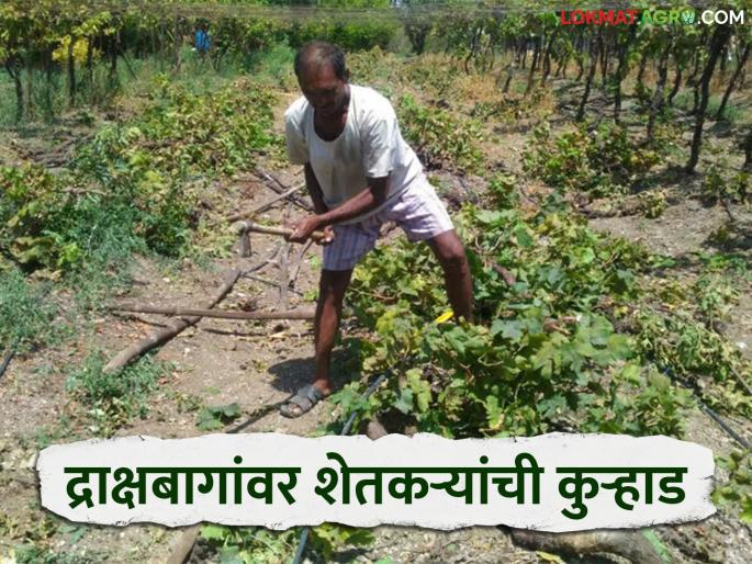 Grape Farming: Fruit bearing did not occur and the orchards dried up due to lack of water, resulting in farmers' axe on the vineyards | Grape Farming : फळधारणा होईना त्यात पाण्याअभावी बागा वाळू लागल्या परिणामी द्राक्षबागांवर शेतकऱ्यांची कुऱ्हाड Grape Farming: Fruit bearing did not occur and the orchards dried up due to lack of water, resulting in farmers' axe on the vineyards | Grape Farming : फळधारणा होईना त्यात पाण्याअभावी बागा वाळू लागल्या परिणामी द्राक्षबागांवर शेतकऱ्यांची कुऱ्हाड