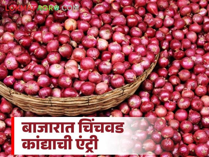 Kanda Bazaar Bhav: Chinchwad onion enters Junnar-Alephata market; Read today's onion market price in the state | Kanda Bajar Bhav : चिंचवड कांद्याची जुन्नर-आळेफाटा बाजारात एंट्री; वाचा राज्यातील आजचे कांदा बाजारभाव Kanda Bazaar Bhav: Chinchwad onion enters Junnar-Alephata market; Read today's onion market price in the state | Kanda Bajar Bhav : चिंचवड कांद्याची जुन्नर-आळेफाटा बाजारात एंट्री; वाचा राज्यातील आजचे कांदा बाजारभाव
