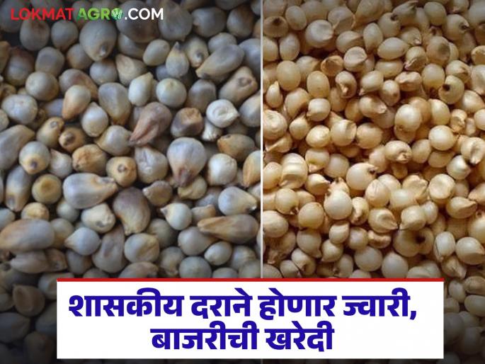 Government sorghum and millet will be purchased at Nandgaon Market Committee; Read what the price will be | नांदगाव बाजार समितीत होणार शासकीय ज्वारी, बाजरीची खरेदी; वाचा काय मिळणार दर