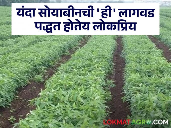 Even if there is a break in the rains, the crops are strong in 'this' method of soybean cultivation; There is also an increase in production | पावसात खंड पडला तरी सोयबीन लागवडीच्या 'या' पद्धतीत पिके धरतात तग; उत्पादनातही होते वाढ Even if there is a break in the rains, the crops are strong in 'this' method of soybean cultivation; There is also an increase in production | पावसात खंड पडला तरी सोयबीन लागवडीच्या 'या' पद्धतीत पिके धरतात तग; उत्पादनातही होते वाढ