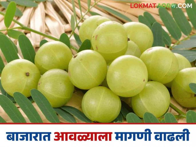 Amla Market: Demand for amla has increased in the market for pickles, candy and marmalade; Read what is the price being offered | Amla Market : लोणचे, कँडी अन् मुरब्बासाठी बाजारात आवळ्याची मागणी वाढली; वाचा काय मिळतोय दर