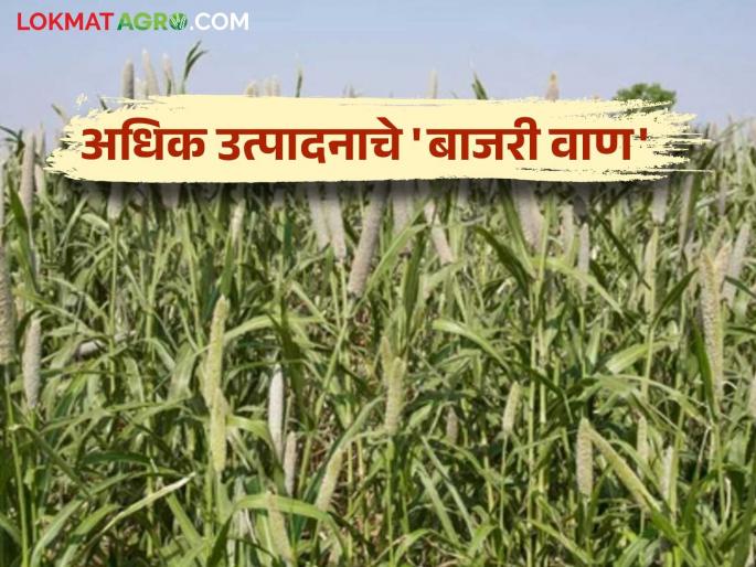 Bajari Crop Management: Want to plant bajra? Then choose the variety that gives the best yield. | Bajari Crop Management : बाजरी लागवड करायची आहे ? मग 'हे' सर्वोत्तम उत्पादन देणारे वाण निवडा Bajari Crop Management: Want to plant bajra? Then choose the variety that gives the best yield. | Bajari Crop Management : बाजरी लागवड करायची आहे ? मग 'हे' सर्वोत्तम उत्पादन देणारे वाण निवडा
