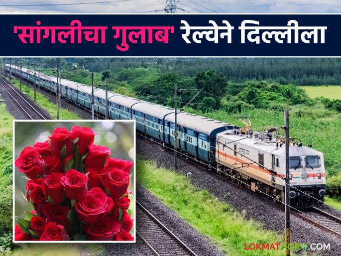 Gerbera, carnation and Dutch roses from Sangli and Kolhapur are being exported to Delhi by rail. | सांगली सह कोल्हापूरातील जरबेरा कार्नेशियन व डच गुलाब फुलांची रेल्वेने दिल्लीला निर्यात Gerbera, carnation and Dutch roses from Sangli and Kolhapur are being exported to Delhi by rail. | सांगली सह कोल्हापूरातील जरबेरा कार्नेशियन व डच गुलाब फुलांची रेल्वेने दिल्लीला निर्यात