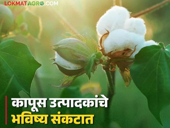 Procurement stopped as CCI does not have adequate storage facilities; Future of cotton growers in danger | 'सीसीआय'कडे साठवण्यासाठी पुरेशी व्यवस्था नसल्याने खरेदी बंद; कापूस उत्पादकांचे भविष्य संकटात Procurement stopped as CCI does not have adequate storage facilities; Future of cotton growers in danger | 'सीसीआय'कडे साठवण्यासाठी पुरेशी व्यवस्था नसल्याने खरेदी बंद; कापूस उत्पादकांचे भविष्य संकटात