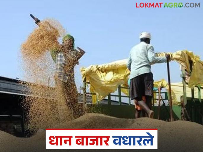Farmers have run out of paddy and now prices have increased along with demand. | शेतकऱ्यांकडील धान संपला अन् आता मागणीसह दरही वधारले