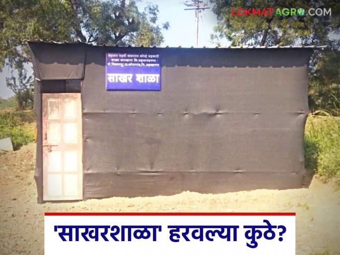 Sugar factories have started the crushing process with vigor; but the bell of the 'sugarschool' has not rung anywhere | साखर कारखान्यांनी जोमाने सुरू केली गाळपाची बत्ती; 'साखरशाळा'ची मात्र कुठेच वाजेना घंटी Sugar factories have started the crushing process with vigor; but the bell of the 'sugarschool' has not rung anywhere | साखर कारखान्यांनी जोमाने सुरू केली गाळपाची बत्ती; 'साखरशाळा'ची मात्र कुठेच वाजेना घंटी