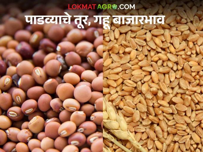 On the day of Gudi Padwa, tur and wheat arrived in only 'these' two markets of the state; Read what the prices were | गुढीपाडव्याच्या दिवशी राज्याच्या केवळ 'या' दोन बाजारात तूर आणि गहू आवक; वाचा काय मिळाला दर On the day of Gudi Padwa, tur and wheat arrived in only 'these' two markets of the state; Read what the prices were | गुढीपाडव्याच्या दिवशी राज्याच्या केवळ 'या' दोन बाजारात तूर आणि गहू आवक; वाचा काय मिळाला दर