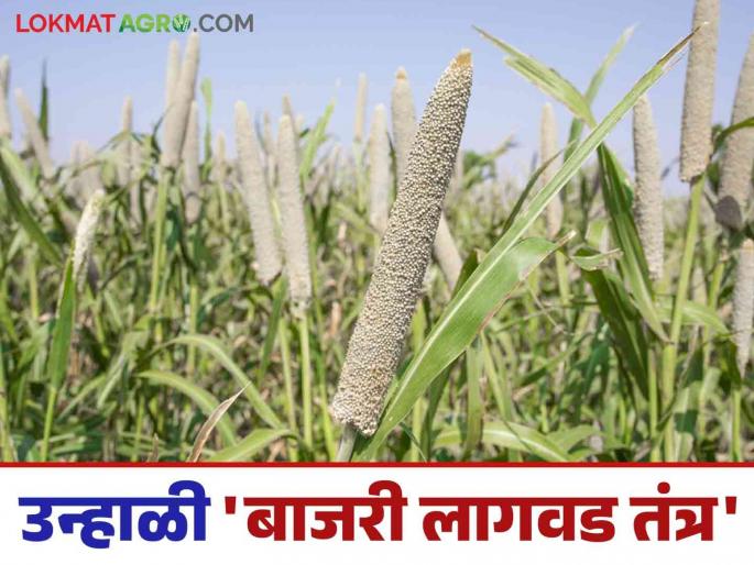 Bajari Crop Management: Do you want more summer millet production this year? Then this cultivation technique is for you | Bajari Crop Management : यंदा उन्हाळ बाजरीचे अधिक उत्पादन हवे आहे का? मग हे लागवड तंत्र तुमच्यासाठी Bajari Crop Management: Do you want more summer millet production this year? Then this cultivation technique is for you | Bajari Crop Management : यंदा उन्हाळ बाजरीचे अधिक उत्पादन हवे आहे का? मग हे लागवड तंत्र तुमच्यासाठी