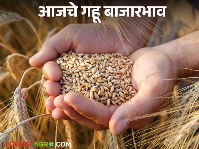 Wheat Market Price: From Sharbati to Arjun, what wheat price is Arjun eating? Read today's wheat market price | Gahu Bajar Bhav : शरबती ते अर्जुन कोणता गहू खातोय भाव? वाचा आजचे गहू बाजारभाव Wheat Market Price: From Sharbati to Arjun, what wheat price is Arjun eating? Read today's wheat market price | Gahu Bajar Bhav : शरबती ते अर्जुन कोणता गहू खातोय भाव? वाचा आजचे गहू बाजारभाव