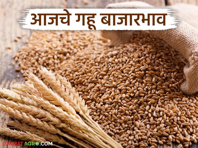 Wheat Market Price: The price of Sharbat remains; Read today's wheat market price | Gahu Bajar Bhav : शरबतीचा तोरा कायम; वाचा आजचे गहू बाजारभाव Wheat Market Price: The price of Sharbat remains; Read today's wheat market price | Gahu Bajar Bhav : शरबतीचा तोरा कायम; वाचा आजचे गहू बाजारभाव