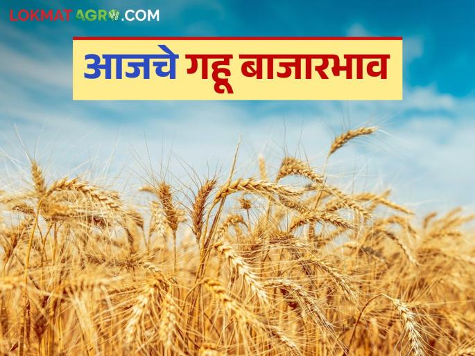 Wheat Market Price: 'These' varieties of wheat are in highest demand in the market; Read today's wheat market price | Gahu Bajar Bhav : 'या' वाणांच्या गव्हाला बाजारात सर्वाधिक मागणी; वाचा आजचे गहू बाजार भाव Wheat Market Price: 'These' varieties of wheat are in highest demand in the market; Read today's wheat market price | Gahu Bajar Bhav : 'या' वाणांच्या गव्हाला बाजारात सर्वाधिक मागणी; वाचा आजचे गहू बाजार भाव
