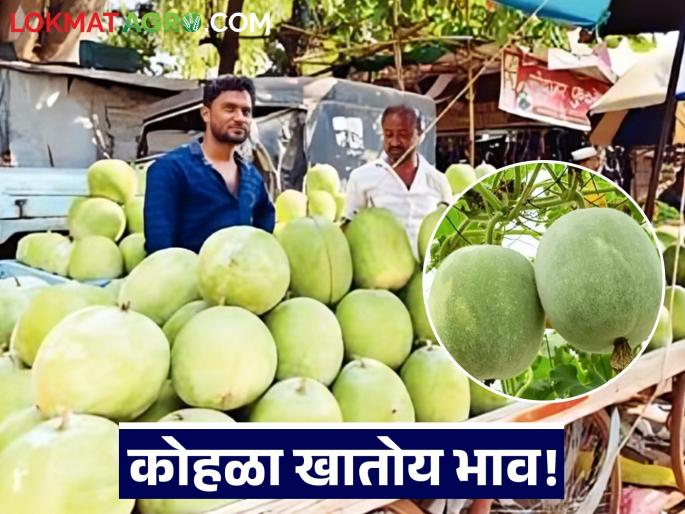 Kohla's movement in the round of tradition; Kohla eats up prices in various markets of the state | रूढी परंपरेच्या फेऱ्यात कोहळाची चलती; राज्याच्या विविध बाजारात कोहळा खातो भाव