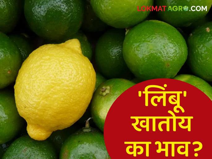 Demand increased due to intense heat; Read: Is the market eating lemon? | उष्णतेच्या तीव्रतेने मागणी वाढली; वाचा लिंबू खातोय का बाजारात भाव? Demand increased due to intense heat; Read: Is the market eating lemon? | उष्णतेच्या तीव्रतेने मागणी वाढली; वाचा लिंबू खातोय का बाजारात भाव?