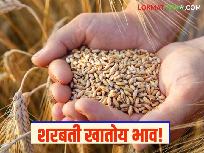 Wheat Market Price: Sharbati is eating the price; Read today's wheat market price in the state | Gahu Bajar Bhav : शरबती खातोय भाव; वाचा राज्यातील आजचे गहू बाजार भाव