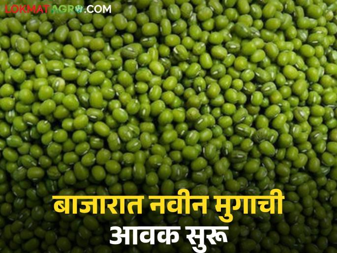 New arrivals of mung beans have started in the market; on the other hand, prices of gram, tur, and soybeans have slowed down. | बाजारात नवीन मुगाची आवक सुरू; दुसरीकडे मात्र हरभरा, तूर, सोयाबीनचे दर मंदावले