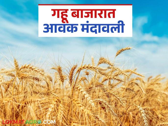 Wheat Market Bhav: Arrivals in the state's wheat market have slowed down; Read what the rates are being offered | Gahu Bajar Bhav : राज्याच्या गहू बाजारात आवक मंदावली; वाचा काय मिळतोय दर Wheat Market Bhav: Arrivals in the state's wheat market have slowed down; Read what the rates are being offered | Gahu Bajar Bhav : राज्याच्या गहू बाजारात आवक मंदावली; वाचा काय मिळतोय दर