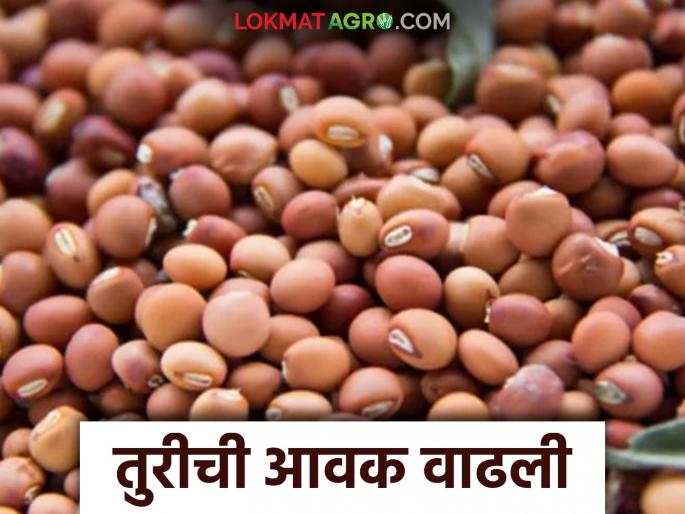 Market Update: New arrivals of jaggery in the market along with increased arrivals of turi; Read all the important developments in the market | Market Update : बाजारात नवीन गूळ सोबत तुरीची आवक वाढली; वाचा बाजारातील सर्व महत्वपूर्ण घडामोडी Market Update: New arrivals of jaggery in the market along with increased arrivals of turi; Read all the important developments in the market | Market Update : बाजारात नवीन गूळ सोबत तुरीची आवक वाढली; वाचा बाजारातील सर्व महत्वपूर्ण घडामोडी