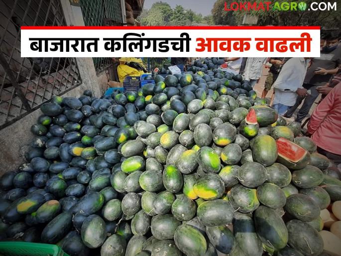 Prices fall due to increased arrival of watermelon; Concern among producing farmers | कलिंगडची आवक वाढल्याने दरात घसरण; उत्पादक शेतकऱ्यांत चिंता Prices fall due to increased arrival of watermelon; Concern among producing farmers | कलिंगडची आवक वाढल्याने दरात घसरण; उत्पादक शेतकऱ्यांत चिंता