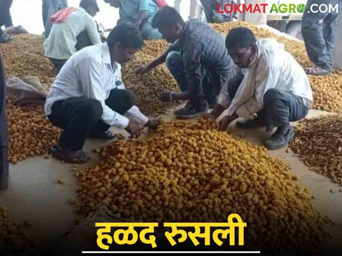 Turmeric Market Update Turmeric price does not rise; There is no end to the farmers' worries | Turmeric Market Update हळदीच्या भावात तेजी येईना; शेतकऱ्यांची चिंता काही थांबेना
