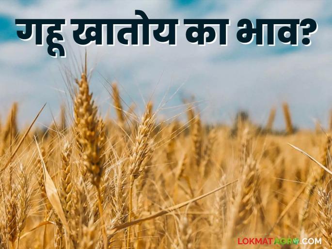 The highest wheat price is being obtained in this market of the state; Read today's wheat market price | राज्याच्या 'या' बाजारात मिळतोय सर्वाधिक गहू दर; वाचा आजचे गहू बाजारभाव The highest wheat price is being obtained in this market of the state; Read today's wheat market price | राज्याच्या 'या' बाजारात मिळतोय सर्वाधिक गहू दर; वाचा आजचे गहू बाजारभाव
