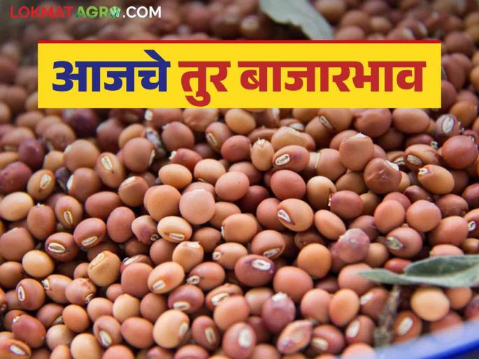 Tur Bazaar Bhav: What is the price of Tur in the state; Know today's Tur market price | Tur Bajar Bhav : राज्यात तुरीला काय मिळतोय दर; जाणून घ्या आजचे तूर बाजारभाव