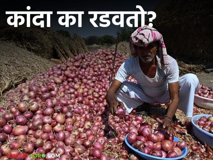 Why are market prices falling? Why does onion make you cry; Read in-depth information about the onion market from production to export | का उतरतात बाजारभाव? कांदा का रडवतो; उत्पादनापासून ते निर्यात पर्यंत वाचा कांदा बाजाराची सखोल माहिती Why are market prices falling? Why does onion make you cry; Read in-depth information about the onion market from production to export | का उतरतात बाजारभाव? कांदा का रडवतो; उत्पादनापासून ते निर्यात पर्यंत वाचा कांदा बाजाराची सखोल माहिती