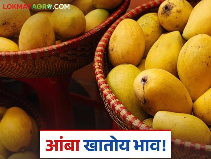 Mango prices increase by 30 percent this year compared to last year; Kesar, Dussehri, Badam mangoes arrive in the market | गेल्यावर्षीच्या तुलनेत यंदा ३० टक्क्यांची आंब्याच्या दरात वाढ; केशर, दसेरी, बदाम आंब्यांची बाजारात आवक Mango prices increase by 30 percent this year compared to last year; Kesar, Dussehri, Badam mangoes arrive in the market | गेल्यावर्षीच्या तुलनेत यंदा ३० टक्क्यांची आंब्याच्या दरात वाढ; केशर, दसेरी, बदाम आंब्यांची बाजारात आवक
