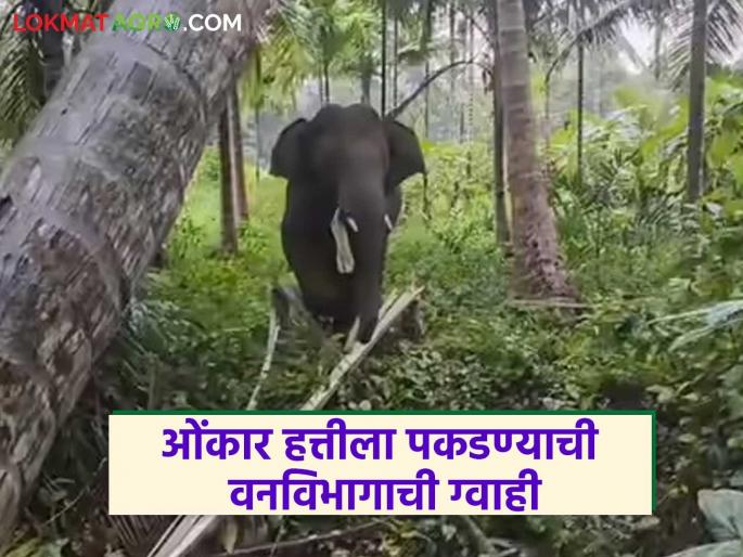 Finally, the forest department assures that Omkar the elephant will be captured by December 31; Farmers' protest postponed after the assurance | अखेर ओंकार हत्तीला ३१ डिसेंबरपर्यंत पकडण्याची वनविभागाची ग्वाही; आश्वासनानंतर शेतकऱ्यांचे आंदोलन स्थगित