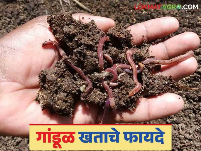 Gandul Khat: Vermicompost will help; Increase production and soil development | Gandul Khat : गांडूळ खत देईल साथ; उत्पादनात करा वाढ सोबत मातीचा होईल विकास Gandul Khat: Vermicompost will help; Increase production and soil development | Gandul Khat : गांडूळ खत देईल साथ; उत्पादनात करा वाढ सोबत मातीचा होईल विकास