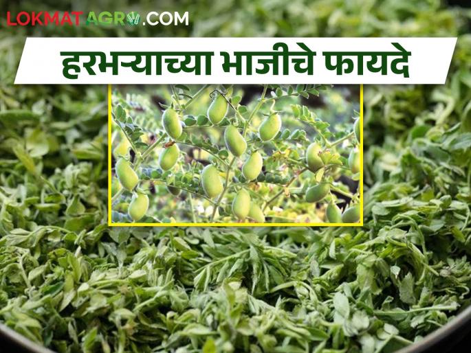 Latest News Benefits of chana crop Vegetable | हरभऱ्याची भाजी खाल्ली का? जाणून घ्या फायदे Latest News Benefits of chana crop Vegetable | हरभऱ्याची भाजी खाल्ली का? जाणून घ्या फायदे