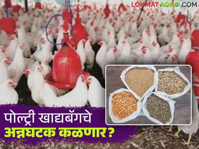 State the food ingredients on the bag; Poultry traders hit out at feed companies | बॅगवर अन्नघटक नमूद करा; पोल्ट्री व्यावसायिकांनी खाद्यपुरवठा कंपन्यांना खडसावले