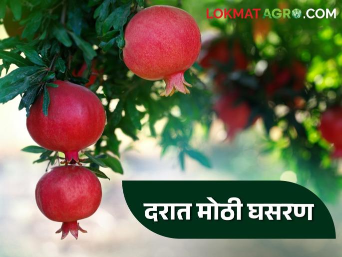 Pomegranate Market Rate: Big fall in price due to increase in arrivals; Pomegranate farmers hit | Pomegranate Market Rate : आवक वाढल्याने दरात मोठी घसरण; डाळिंब उत्पादक शेतकऱ्यांना फटका Pomegranate Market Rate: Big fall in price due to increase in arrivals; Pomegranate farmers hit | Pomegranate Market Rate : आवक वाढल्याने दरात मोठी घसरण; डाळिंब उत्पादक शेतकऱ्यांना फटका